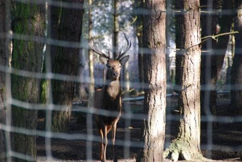 Deer-fencing